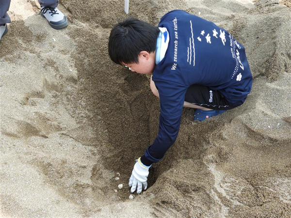 孵化後の卵や殻を全部掘り出します